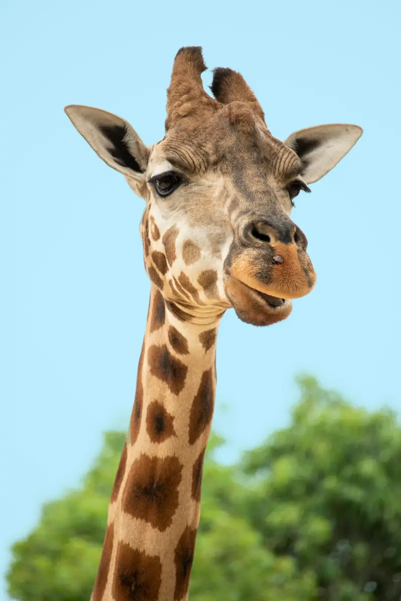Giraffe in der Savanne