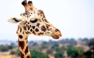 Wie viele Giraffenarten gibt es? Ein Überblick