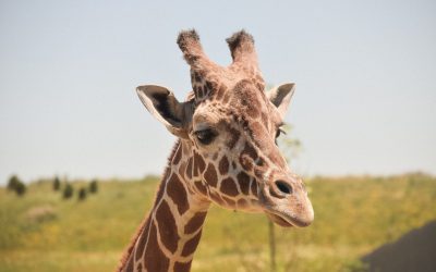 Giraffen in Gefangenschaft: Vor- und Nachteile von Zoos