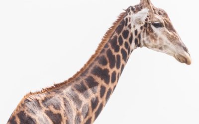 Die erstaunliche Wissenschaft hinter den Flecken einer Giraffe