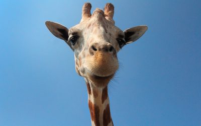 Gibt es Albino-Giraffen? Die seltensten Giraffen der Welt