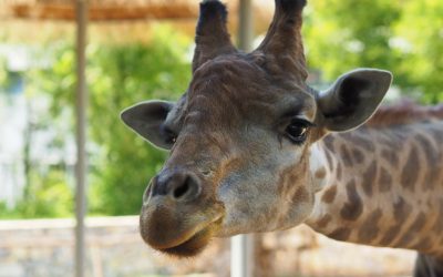 Sind Giraffen gefährlich für den Menschen?