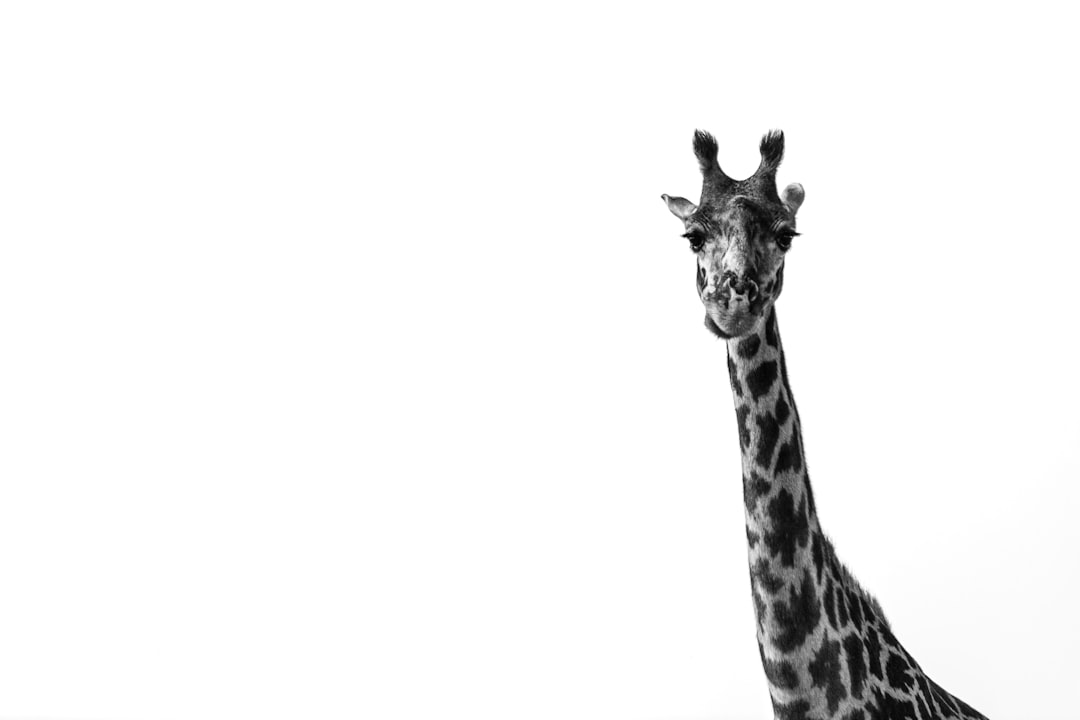 Photo Giraffe neck