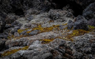 Warum haben Giraffen so lange Hälse?