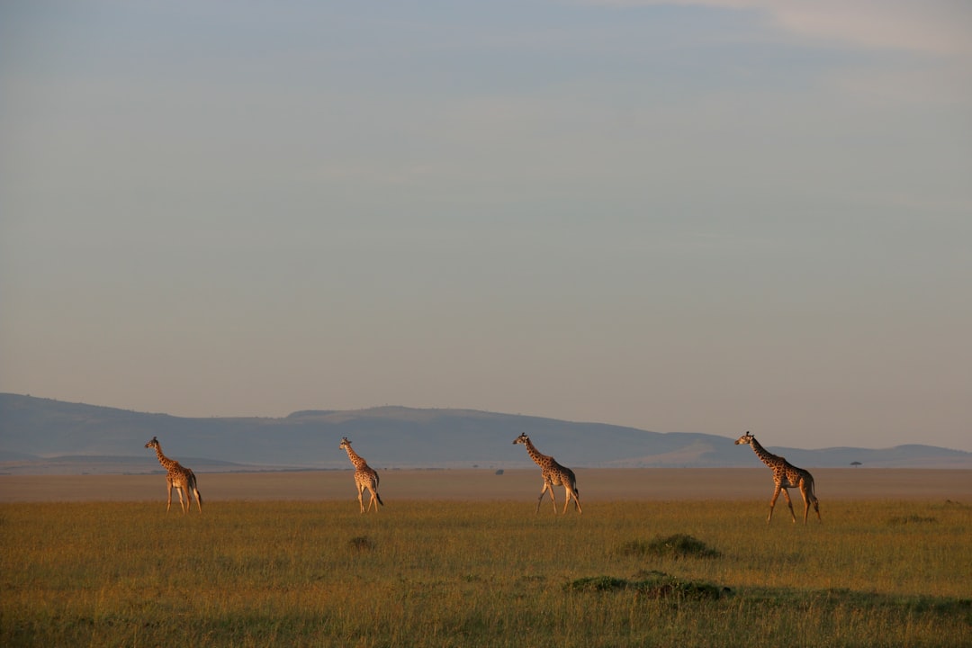 Photo Giraffe in savanna