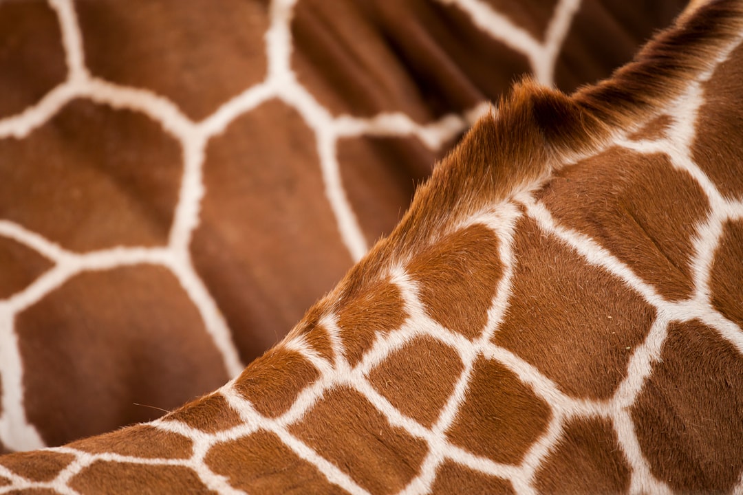 Photo Giraffe carcass