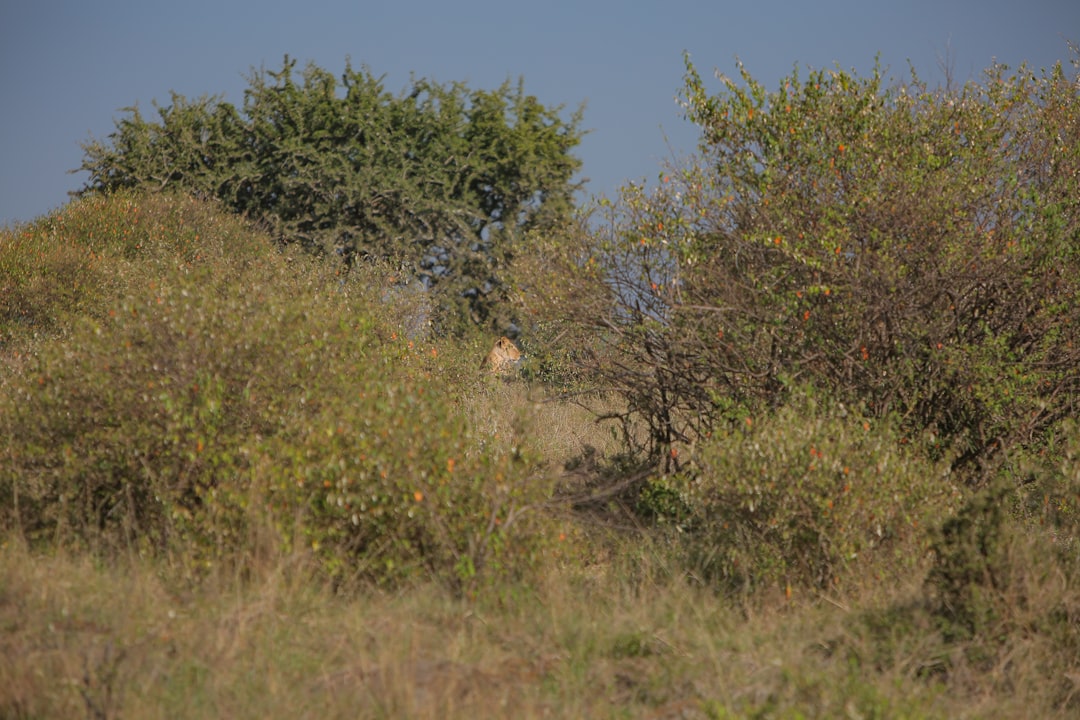 Photo Giraffe horns