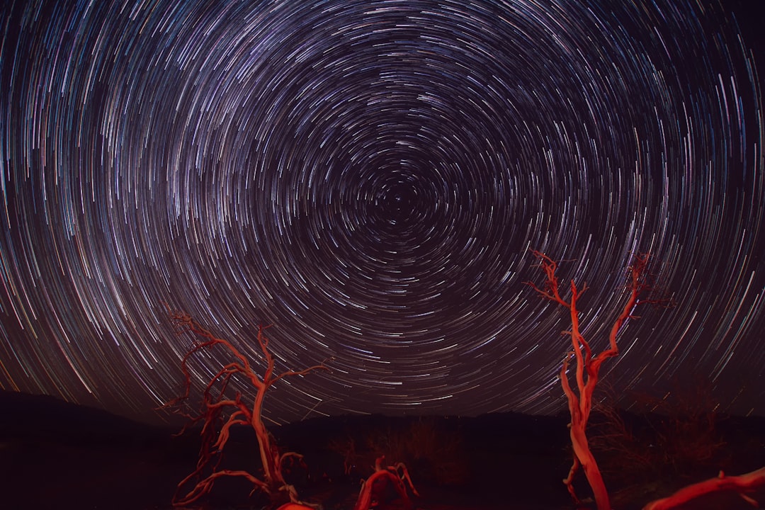 Photo Giraffe licking branch