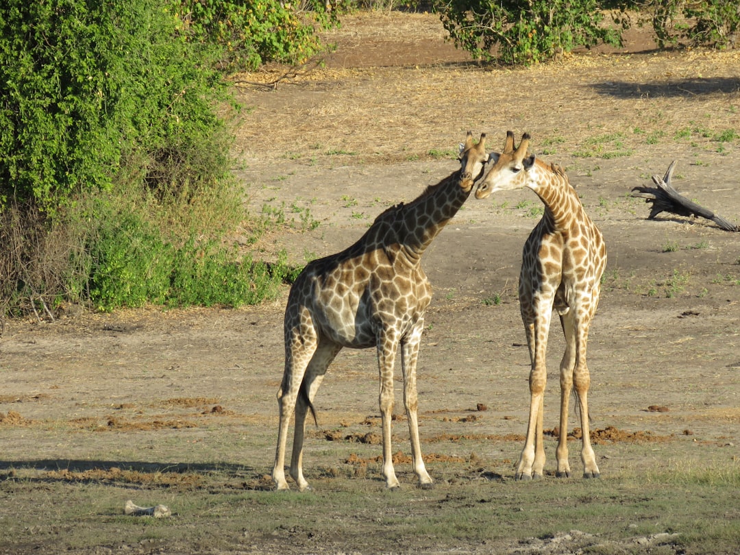 Photo Galloping giraffes