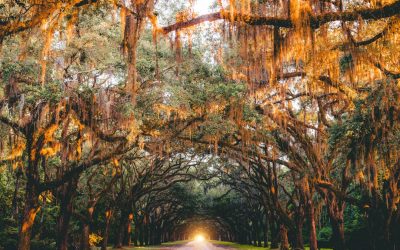 Der Lebensraum der Giraffen: Wo leben sie?