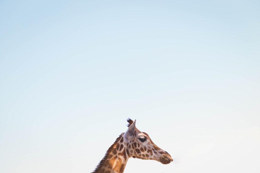 Photo Giraffe kicking
