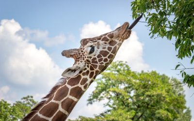 Was fressen Giraffen? Ihre Ernährung im Detail