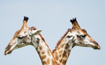 Die lustigsten Giraffen-Geschichten aus aller Welt