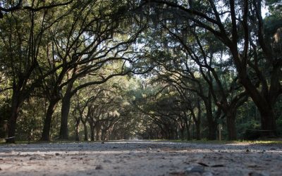 Warum sind Giraffen wichtig für das Ökosystem?