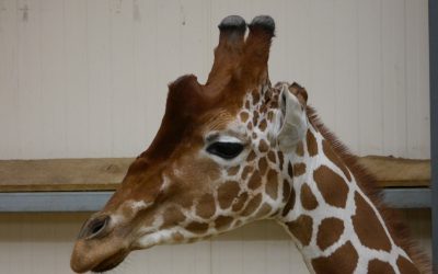 Wie Giraffen miteinander kommunizieren